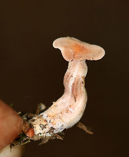 Laccaria laccata *Tentative ID

Habitat: Mixed forest
https://www.jungledragon.com/image/113529/laccaria_laccata.html
https://www.jungledragon.com/image/113531/laccaria_laccata.html
https://www.jungledragon.com/image/113530/laccaria_laccata.html


 Geotagged,Laccaria laccata,Summer,United States,Waxy laccaria