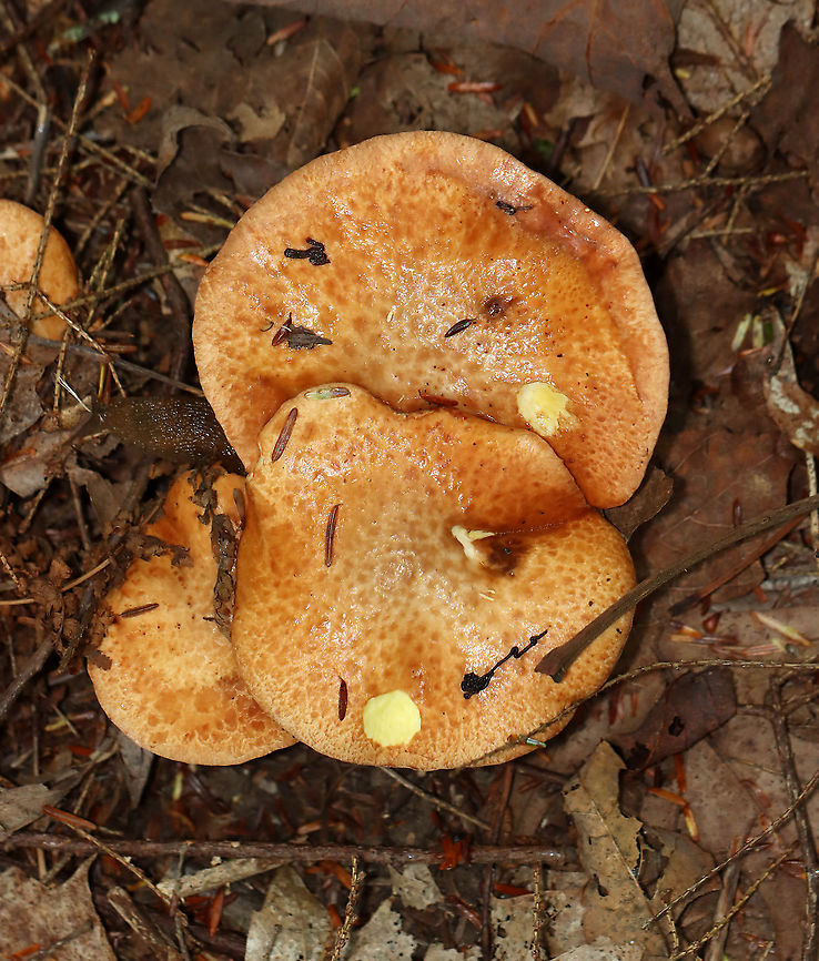 Suillus weaverae Habitat: Mixed forest<br />
<figure class="photo"><a href="https://www.jungledragon.com/image/113534/suillus_weaverae.html" title="Suillus weaverae"><img src="https://s3.amazonaws.com/media.jungledragon.com/images/3232/113534_thumb.jpg?AWSAccessKeyId=05GMT0V3GWVNE7GGM1R2&Expires=1767225610&Signature=3oVavhnKZD%2Fg%2BASn5Oo%2B5Jum4ZY%3D" width="200" height="148" alt="Suillus weaverae Habitat: Mixed forest<br />
https://www.jungledragon.com/image/113533/dotted-stalk_suillus_-_suillus_granulatus.html Geotagged,Suillus weaverae,Summer,United States" /></a></figure> Geotagged,Suillus,Suillus weaverae,Summer,United States,Weeping bolete,bolete,fungus,mushroom