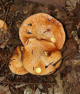 Suillus weaverae Habitat: Mixed forest
https://www.jungledragon.com/image/113534/dotted-stalk_suillus_-_suillus_granulatus.html Geotagged,Suillus,Suillus weaverae,Summer,United States,Weeping bolete,bolete,fungus,mushroom