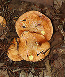 Suillus weaverae Habitat: Mixed forest<br />
https://www.jungledragon.com/image/113534/dotted-stalk_suillus_-_suillus_granulatus.html Geotagged,Suillus,Suillus weaverae,Summer,United States,Weeping bolete,bolete,fungus,mushroom