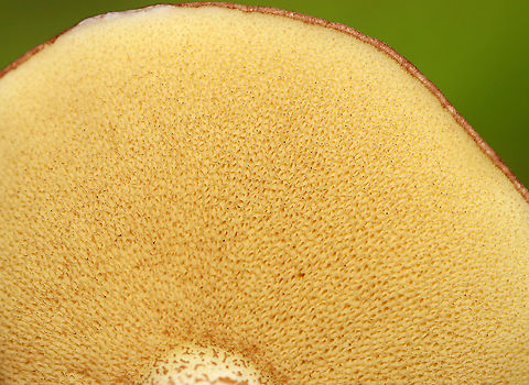 Suillus weaverae Habitat: Mixed forest
https://www.jungledragon.com/image/113533/dotted-stalk_suillus_-_suillus_granulatus.html Geotagged,Suillus weaverae,Summer,United States