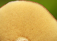 Suillus weaverae Habitat: Mixed forest<br />
https://www.jungledragon.com/image/113533/dotted-stalk_suillus_-_suillus_granulatus.html Geotagged,Suillus weaverae,Summer,United States