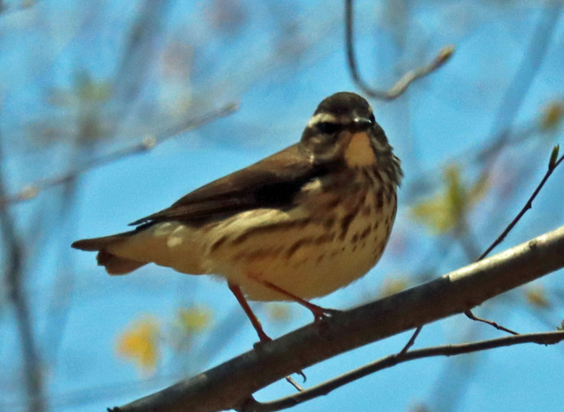 Louisiana Waterthrush - Parkesia motacilla Sorry for the poor quality photo, but this is a new bird for me! In fact, I had never even heard of it before today. <br />
<br />
Habitat: Streamside; deciduous forest Geotagged,Louisiana waterthrush,Parkesia . waterthrush,Parkesia motacilla,Spring,United States,warbler