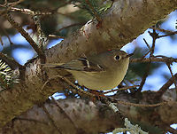 Ruby-crowned Kinglet (Male) - Regulus calendula Isn't he so cute?!<br />
<br />
I admit that I know very little about birds, but this is another bird that was new to me...never even heard of it before. I saw several other interesting birds today, but didn't get shots of most of them...I predict that I will pay closer attention to birds in the future.<br />
<br />
Habitat: Meadow/forest edge<br />
https://www.jungledragon.com/image/113572/ruby-crowned_kinglet_male_-_regulus_calendula.html Geotagged,Regulus,Regulus calendula,Ruby-crowned kinglet,Spring,United States