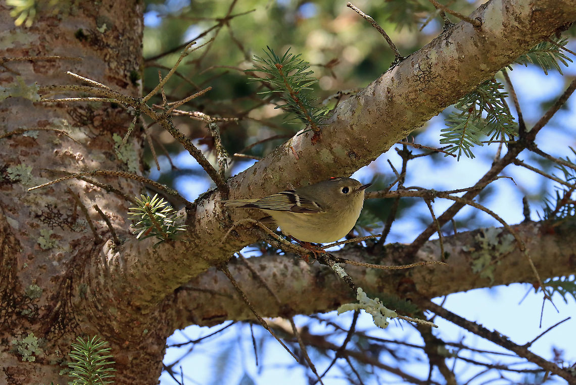 Ruby-crowned Kinglet (Male) - Regulus calendula Isn&#039;t he so cute?!<br />
<br />
I admit that I know very little about birds, but this is another bird that was new to me...never even heard of it before. I saw several other interesting birds today, but didn&#039;t get shots of most of them...I predict that I will pay closer attention to birds in the future.<br />
<br />
Habitat: Meadow/forest edge<br />
<figure class="photo"><a href="https://www.jungledragon.com/image/113571/ruby-crowned_kinglet_male_-_regulus_calendula.html" title="Ruby-crowned Kinglet (Male) - Regulus calendula"><img src="https://s3.amazonaws.com/media.jungledragon.com/images/3232/113571_thumb.jpg?AWSAccessKeyId=05GMT0V3GWVNE7GGM1R2&Expires=1759968010&Signature=g1CQKdoLs8VzEqOEhaDT7laK7As%3D" width="200" height="152" alt="Ruby-crowned Kinglet (Male) - Regulus calendula Isn&#039;t he so cute?!<br />
<br />
I admit that I know very little about birds, but this is another bird that was new to me...never even heard of it before. I saw several other interesting birds today, but didn&#039;t get shots of most of them...I predict that I will pay closer attention to birds in the future.<br />
<br />
Habitat: Meadow/forest edge<br />
https://www.jungledragon.com/image/113572/ruby-crowned_kinglet_male_-_regulus_calendula.html Geotagged,Regulus,Regulus calendula,Ruby-crowned kinglet,Spring,United States" /></a></figure> Geotagged,Regulus calendula,Ruby-crowned kinglet,Spring,United States