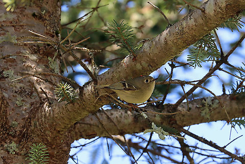 Ruby-crowned Kinglet (Male) - Regulus calendula Isn't he so cute?!

I admit that I know very little about birds, but this is another bird that was new to me...never even heard of it before. I saw several other interesting birds today, but didn't get shots of most of them...I predict that I will pay closer attention to birds in the future.

Habitat: Meadow/forest edge
https://www.jungledragon.com/image/113571/ruby-crowned_kinglet_male_-_regulus_calendula.html Geotagged,Regulus calendula,Ruby-crowned kinglet,Spring,United States