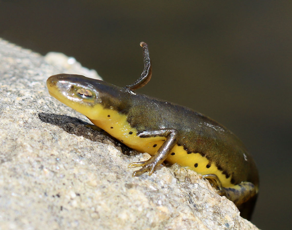 Eastern Newt (Adult) with Leech - Notophthalmus viridescens This was awful!<br />
<br />
I was sitting next to a cluster of flowers hoping to see some pollinators when I noticed this salamander posing on a rock, just out of the water. After a couple minutes, I realized something was wrong, so I got closer. Its skin was so dry that it was shiny and felt like wax paper. I wasn&#039;t sure it was alive until I saw something (which I thought was its leg) start to move near the nape of its neck. Looking even closer, I saw that the moving object was a leech! It was feasting on the salamander. I decided to pull the leech off, but dropped the salamander by accident into the water and was shocked when it recovered and swam off...leech still attached.<br />
<br />
I wonder if the salamander&#039;s odd behavior was because of the leech. It must have been perched on that rock or awhile in order to dry out so much. Hopefully it can scrape the leech off somehow.<br />
<br />
Habitat: Woodland pond<br />
<figure class="photo"><a href="https://www.jungledragon.com/image/113598/eastern_newt_adult_-_notophthalmus_viridescens.html" title="Eastern Newt (Adult) - Notophthalmus viridescens"><img src="https://s3.amazonaws.com/media.jungledragon.com/images/3232/113598_thumb.jpg?AWSAccessKeyId=05GMT0V3GWVNE7GGM1R2&Expires=1759968010&Signature=RwzHlUnkFfGtEv8swFFlotsSf8s%3D" width="200" height="142" alt="Eastern Newt (Adult) - Notophthalmus viridescens This was awful! <br />
<br />
I was sitting next to a cluster of flowers hoping to see some pollinators when I noticed this salamander posing on a rock, just out of the water. After a couple minutes, I realized something was wrong, so I got closer. Its skin was so dry that it was shiny and felt like wax paper. I wasn&#039;t sure it was alive until I saw something (which I thought was its leg) start to move near the nape of its neck. Looking even closer, I saw that the moving object was a leech! It was feasting on the salamander. I decided to pull the leech off, but dropped the salamander by accident into the water and was shocked when it recovered and swam off...leech still attached.<br />
<br />
I wonder if the salamander&#039;s odd behavior was because of the leech. It must have been perched on that rock or awhile in order to dry out so much. Hopefully it can scrape the leech off somehow. <br />
<br />
Habitat: Woodland pond<br />
https://www.jungledragon.com/image/113597/eastern_newt_adult_-_notophthalmus_viridescens.html<br />
https://www.jungledragon.com/image/113596/eastern_newt_adult_with_leech_-_notophthalmus_viridescens.html Eastern newt,Geotagged,Notophthalmus,Notophthalmus viridescens,Spring,United States,newt,salamander" /></a></figure><br />
<figure class="photo"><a href="https://www.jungledragon.com/image/113597/eastern_newt_adult_-_notophthalmus_viridescens.html" title="Eastern Newt (Adult) - Notophthalmus viridescens"><img src="https://s3.amazonaws.com/media.jungledragon.com/images/3232/113597_thumb.jpg?AWSAccessKeyId=05GMT0V3GWVNE7GGM1R2&Expires=1759968010&Signature=DoAIdA1gJqd3iUia2%2FYeLmg%2BUw8%3D" width="200" height="142" alt="Eastern Newt (Adult) - Notophthalmus viridescens This was awful!<br />
<br />
I was sitting next to a cluster of flowers hoping to see some pollinators when I noticed this salamander posing on a rock, just out of the water. After a couple minutes, I realized something was wrong, so I got closer. Its skin was so dry that it was shiny and felt like wax paper. I wasn&#039;t sure it was alive until I saw something (which I thought was its leg) start to move near the nape of its neck. Looking even closer, I saw that the moving object was a leech! It was feasting on the salamander. I decided to pull the leech off, but dropped the salamander by accident into the water and was shocked when it recovered and swam off...leech still attached.<br />
<br />
I wonder if the salamander&#039;s odd behavior was because of the leech. It must have been perched on that rock or awhile in order to dry out so much. Hopefully it can scrape the leech off somehow.<br />
<br />
Habitat: Woodland pond<br />
https://www.jungledragon.com/image/113598/eastern_newt_adult_-_notophthalmus_viridescens.html<br />
https://www.jungledragon.com/image/113596/eastern_newt_adult_with_leech_-_notophthalmus_viridescens.html Eastern newt,Geotagged,Notophthalmus viridescens,Spring,United States" /></a></figure> Eastern newt,Geotagged,Notophthalmus viridescens,Spring,United States