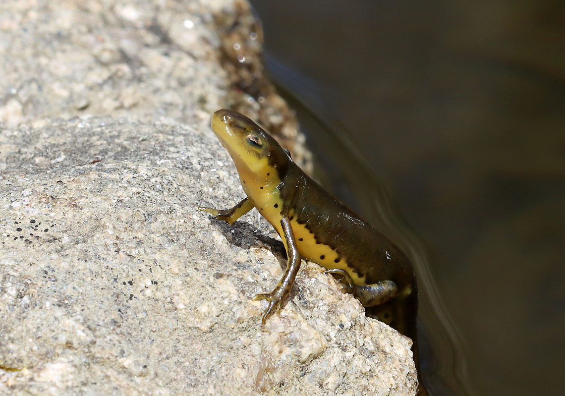 Eastern Newt (Adult) - Notophthalmus viridescens This was awful!<br />
<br />
I was sitting next to a cluster of flowers hoping to see some pollinators when I noticed this salamander posing on a rock, just out of the water. After a couple minutes, I realized something was wrong, so I got closer. Its skin was so dry that it was shiny and felt like wax paper. I wasn't sure it was alive until I saw something (which I thought was its leg) start to move near the nape of its neck. Looking even closer, I saw that the moving object was a leech! It was feasting on the salamander. I decided to pull the leech off, but dropped the salamander by accident into the water and was shocked when it recovered and swam off...leech still attached.<br />
<br />
I wonder if the salamander's odd behavior was because of the leech. It must have been perched on that rock or awhile in order to dry out so much. Hopefully it can scrape the leech off somehow.<br />
<br />
Habitat: Woodland pond<br />
<figure class="photo"><a href="https://www.jungledragon.com/image/113598/eastern_newt_adult_-_notophthalmus_viridescens.html" title="Eastern Newt (Adult) - Notophthalmus viridescens"><img src="https://s3.amazonaws.com/media.jungledragon.com/images/3232/113598_thumb.jpg?AWSAccessKeyId=05GMT0V3GWVNE7GGM1R2&Expires=1759968010&Signature=RwzHlUnkFfGtEv8swFFlotsSf8s%3D" width="200" height="142" alt="Eastern Newt (Adult) - Notophthalmus viridescens This was awful! <br />
<br />
I was sitting next to a cluster of flowers hoping to see some pollinators when I noticed this salamander posing on a rock, just out of the water. After a couple minutes, I realized something was wrong, so I got closer. Its skin was so dry that it was shiny and felt like wax paper. I wasn't sure it was alive until I saw something (which I thought was its leg) start to move near the nape of its neck. Looking even closer, I saw that the moving object was a leech! It was feasting on the salamander. I decided to pull the leech off, but dropped the salamander by accident into the water and was shocked when it recovered and swam off...leech still attached.<br />
<br />
I wonder if the salamander's odd behavior was because of the leech. It must have been perched on that rock or awhile in order to dry out so much. Hopefully it can scrape the leech off somehow. <br />
<br />
Habitat: Woodland pond<br />
https://www.jungledragon.com/image/113597/eastern_newt_adult_-_notophthalmus_viridescens.html<br />
https://www.jungledragon.com/image/113596/eastern_newt_adult_with_leech_-_notophthalmus_viridescens.html Eastern newt,Geotagged,Notophthalmus,Notophthalmus viridescens,Spring,United States,newt,salamander" /></a></figure><br />
<figure class="photo"><a href="https://www.jungledragon.com/image/113596/eastern_newt_adult_with_leech_-_notophthalmus_viridescens.html" title="Eastern Newt (Adult) with Leech - Notophthalmus viridescens"><img src="https://s3.amazonaws.com/media.jungledragon.com/images/3232/113596_thumb.jpg?AWSAccessKeyId=05GMT0V3GWVNE7GGM1R2&Expires=1759968010&Signature=kSy0Vn41ekmxlgvYM8NsTTtIxFE%3D" width="200" height="158" alt="Eastern Newt (Adult) with Leech - Notophthalmus viridescens This was awful!<br />
<br />
I was sitting next to a cluster of flowers hoping to see some pollinators when I noticed this salamander posing on a rock, just out of the water. After a couple minutes, I realized something was wrong, so I got closer. Its skin was so dry that it was shiny and felt like wax paper. I wasn't sure it was alive until I saw something (which I thought was its leg) start to move near the nape of its neck. Looking even closer, I saw that the moving object was a leech! It was feasting on the salamander. I decided to pull the leech off, but dropped the salamander by accident into the water and was shocked when it recovered and swam off...leech still attached.<br />
<br />
I wonder if the salamander's odd behavior was because of the leech. It must have been perched on that rock or awhile in order to dry out so much. Hopefully it can scrape the leech off somehow.<br />
<br />
Habitat: Woodland pond<br />
https://www.jungledragon.com/image/113598/eastern_newt_adult_-_notophthalmus_viridescens.html<br />
https://www.jungledragon.com/image/113597/eastern_newt_adult_-_notophthalmus_viridescens.html Eastern newt,Geotagged,Notophthalmus viridescens,Spring,United States" /></a></figure> Eastern newt,Geotagged,Notophthalmus viridescens,Spring,United States