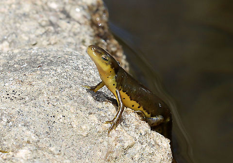 Eastern Newt (Adult) - Notophthalmus viridescens This was awful!

I was sitting next to a cluster of flowers hoping to see some pollinators when I noticed this salamander posing on a rock, just out of the water. After a couple minutes, I realized something was wrong, so I got closer. Its skin was so dry that it was shiny and felt like wax paper. I wasn't sure it was alive until I saw something (which I thought was its leg) start to move near the nape of its neck. Looking even closer, I saw that the moving object was a leech! It was feasting on the salamander. I decided to pull the leech off, but dropped the salamander by accident into the water and was shocked when it recovered and swam off...leech still attached.

I wonder if the salamander's odd behavior was because of the leech. It must have been perched on that rock or awhile in order to dry out so much. Hopefully it can scrape the leech off somehow.

Habitat: Woodland pond
https://www.jungledragon.com/image/113598/eastern_newt_adult_-_notophthalmus_viridescens.html
https://www.jungledragon.com/image/113596/eastern_newt_adult_with_leech_-_notophthalmus_viridescens.html Eastern newt,Geotagged,Notophthalmus viridescens,Spring,United States