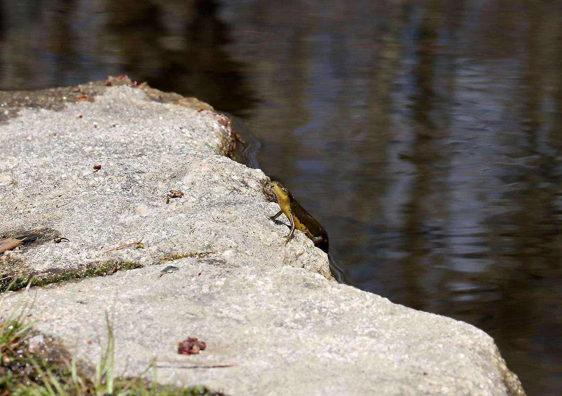 Eastern Newt (Adult) - Notophthalmus viridescens This was awful! <br />
<br />
I was sitting next to a cluster of flowers hoping to see some pollinators when I noticed this salamander posing on a rock, just out of the water. After a couple minutes, I realized something was wrong, so I got closer. Its skin was so dry that it was shiny and felt like wax paper. I wasn&#039;t sure it was alive until I saw something (which I thought was its leg) start to move near the nape of its neck. Looking even closer, I saw that the moving object was a leech! It was feasting on the salamander. I decided to pull the leech off, but dropped the salamander by accident into the water and was shocked when it recovered and swam off...leech still attached.<br />
<br />
I wonder if the salamander&#039;s odd behavior was because of the leech. It must have been perched on that rock or awhile in order to dry out so much. Hopefully it can scrape the leech off somehow. <br />
<br />
Habitat: Woodland pond<br />
<figure class="photo"><a href="https://www.jungledragon.com/image/113597/eastern_newt_adult_-_notophthalmus_viridescens.html" title="Eastern Newt (Adult) - Notophthalmus viridescens"><img src="https://s3.amazonaws.com/media.jungledragon.com/images/3232/113597_thumb.jpg?AWSAccessKeyId=05GMT0V3GWVNE7GGM1R2&Expires=1759968010&Signature=DoAIdA1gJqd3iUia2%2FYeLmg%2BUw8%3D" width="200" height="142" alt="Eastern Newt (Adult) - Notophthalmus viridescens This was awful!<br />
<br />
I was sitting next to a cluster of flowers hoping to see some pollinators when I noticed this salamander posing on a rock, just out of the water. After a couple minutes, I realized something was wrong, so I got closer. Its skin was so dry that it was shiny and felt like wax paper. I wasn&#039;t sure it was alive until I saw something (which I thought was its leg) start to move near the nape of its neck. Looking even closer, I saw that the moving object was a leech! It was feasting on the salamander. I decided to pull the leech off, but dropped the salamander by accident into the water and was shocked when it recovered and swam off...leech still attached.<br />
<br />
I wonder if the salamander&#039;s odd behavior was because of the leech. It must have been perched on that rock or awhile in order to dry out so much. Hopefully it can scrape the leech off somehow.<br />
<br />
Habitat: Woodland pond<br />
https://www.jungledragon.com/image/113598/eastern_newt_adult_-_notophthalmus_viridescens.html<br />
https://www.jungledragon.com/image/113596/eastern_newt_adult_with_leech_-_notophthalmus_viridescens.html Eastern newt,Geotagged,Notophthalmus viridescens,Spring,United States" /></a></figure><br />
<figure class="photo"><a href="https://www.jungledragon.com/image/113596/eastern_newt_adult_with_leech_-_notophthalmus_viridescens.html" title="Eastern Newt (Adult) with Leech - Notophthalmus viridescens"><img src="https://s3.amazonaws.com/media.jungledragon.com/images/3232/113596_thumb.jpg?AWSAccessKeyId=05GMT0V3GWVNE7GGM1R2&Expires=1759968010&Signature=kSy0Vn41ekmxlgvYM8NsTTtIxFE%3D" width="200" height="158" alt="Eastern Newt (Adult) with Leech - Notophthalmus viridescens This was awful!<br />
<br />
I was sitting next to a cluster of flowers hoping to see some pollinators when I noticed this salamander posing on a rock, just out of the water. After a couple minutes, I realized something was wrong, so I got closer. Its skin was so dry that it was shiny and felt like wax paper. I wasn&#039;t sure it was alive until I saw something (which I thought was its leg) start to move near the nape of its neck. Looking even closer, I saw that the moving object was a leech! It was feasting on the salamander. I decided to pull the leech off, but dropped the salamander by accident into the water and was shocked when it recovered and swam off...leech still attached.<br />
<br />
I wonder if the salamander&#039;s odd behavior was because of the leech. It must have been perched on that rock or awhile in order to dry out so much. Hopefully it can scrape the leech off somehow.<br />
<br />
Habitat: Woodland pond<br />
https://www.jungledragon.com/image/113598/eastern_newt_adult_-_notophthalmus_viridescens.html<br />
https://www.jungledragon.com/image/113597/eastern_newt_adult_-_notophthalmus_viridescens.html Eastern newt,Geotagged,Notophthalmus viridescens,Spring,United States" /></a></figure> Eastern newt,Geotagged,Notophthalmus,Notophthalmus viridescens,Spring,United States,newt,salamander