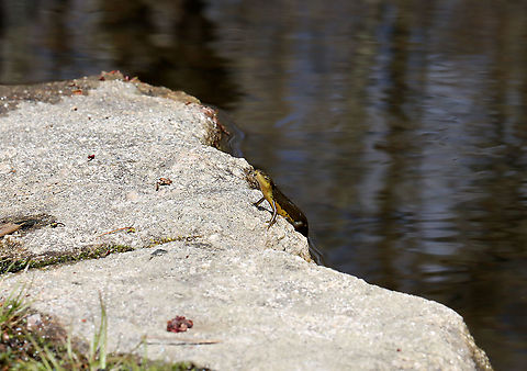 Eastern Newt (Adult) - Notophthalmus viridescens This was awful! 

I was sitting next to a cluster of flowers hoping to see some pollinators when I noticed this salamander posing on a rock, just out of the water. After a couple minutes, I realized something was wrong, so I got closer. Its skin was so dry that it was shiny and felt like wax paper. I wasn't sure it was alive until I saw something (which I thought was its leg) start to move near the nape of its neck. Looking even closer, I saw that the moving object was a leech! It was feasting on the salamander. I decided to pull the leech off, but dropped the salamander by accident into the water and was shocked when it recovered and swam off...leech still attached.

I wonder if the salamander's odd behavior was because of the leech. It must have been perched on that rock or awhile in order to dry out so much. Hopefully it can scrape the leech off somehow. 

Habitat: Woodland pond
https://www.jungledragon.com/image/113597/eastern_newt_adult_-_notophthalmus_viridescens.html
https://www.jungledragon.com/image/113596/eastern_newt_adult_with_leech_-_notophthalmus_viridescens.html Eastern newt,Geotagged,Notophthalmus,Notophthalmus viridescens,Spring,United States,newt,salamander