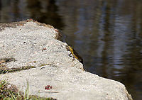Eastern Newt (Adult) - Notophthalmus viridescens This was awful! <br />
<br />
I was sitting next to a cluster of flowers hoping to see some pollinators when I noticed this salamander posing on a rock, just out of the water. After a couple minutes, I realized something was wrong, so I got closer. Its skin was so dry that it was shiny and felt like wax paper. I wasn't sure it was alive until I saw something (which I thought was its leg) start to move near the nape of its neck. Looking even closer, I saw that the moving object was a leech! It was feasting on the salamander. I decided to pull the leech off, but dropped the salamander by accident into the water and was shocked when it recovered and swam off...leech still attached.<br />
<br />
I wonder if the salamander's odd behavior was because of the leech. It must have been perched on that rock or awhile in order to dry out so much. Hopefully it can scrape the leech off somehow. <br />
<br />
Habitat: Woodland pond<br />
https://www.jungledragon.com/image/113597/eastern_newt_adult_-_notophthalmus_viridescens.html<br />
https://www.jungledragon.com/image/113596/eastern_newt_adult_with_leech_-_notophthalmus_viridescens.html Eastern newt,Geotagged,Notophthalmus,Notophthalmus viridescens,Spring,United States,newt,salamander
