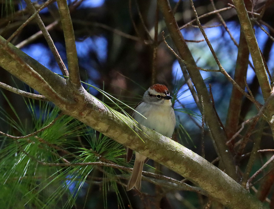 Chipping Sparrow - Spizella passerina I think I got a photo of the one second that this bird wasn't singing.  It was singing enthusiastically the entire time that I watched it, except for this one instant. <br />
<br />
Habitat: Pine tree; meadow/forest edge  Chipping Sparrow,Geotagged,Spizella,Spizella passerina,Spring,United States,bird,sparrow