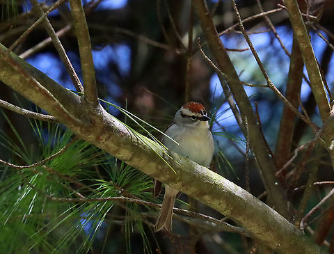 Chipping Sparrow - Spizella passerina I think I got a photo of the one second that this bird wasn't singing.  It was singing enthusiastically the entire time that I watched it, except for this one instant. 

Habitat: Pine tree; meadow/forest edge  Chipping Sparrow,Geotagged,Spizella,Spizella passerina,Spring,United States,bird,sparrow