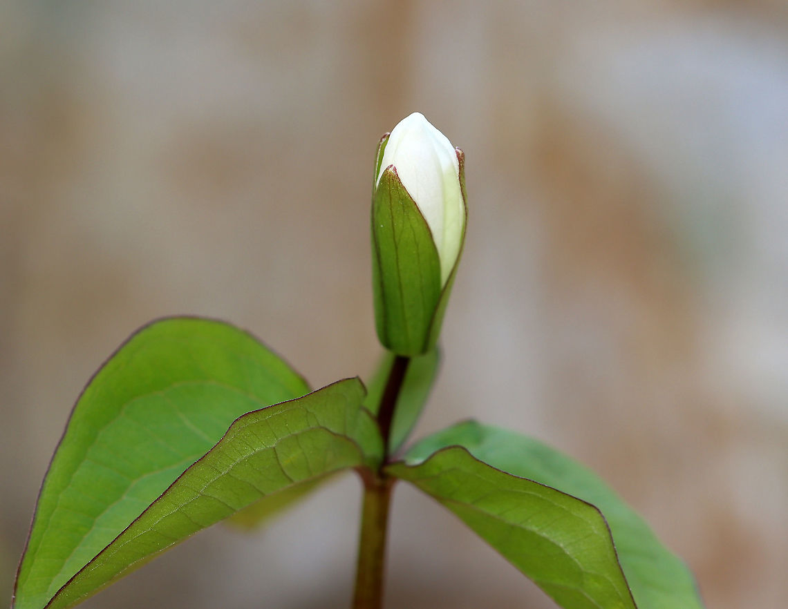 Great White Trillium - Trillium Grandiflorum White flowers with three petals that rise above a whorl of three, leaf-like bracts. <br />
<br />
Great White Trillium is a spring ephemeral, whose life cycle is synchronized with the forest in which it lives.<br />
<br />
Habitat: Forested swamp Geotagged,Great white trillium,Spring,Trillium,Trillium grandiflorum,United States