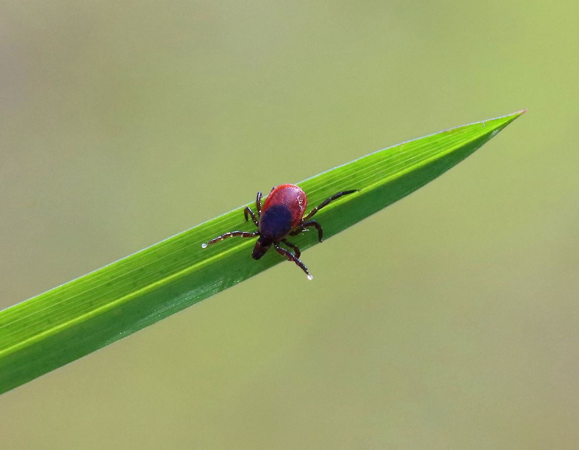 Blacklegged Tick (Female) - Ixodes scapularis This little lady started questing every time I blew on her.<br />
<br />
Habitat: Found on grass; pondside Geotagged,Ixodes,Ixodes scapularis,Spring,United States,blacklegged tick,deer tick,tick