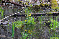 Marsh Marigold - Caltha palustris Habitat: Swamp<br />
https://www.jungledragon.com/image/113607/marsh_marigold_-_caltha_palustris.html Caltha,Caltha palustris,Geotagged,Marsh Marigold,Spring,United States