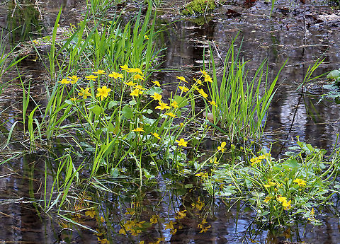 Marsh Marigold - Caltha palustris Habitat: Swamp
https://www.jungledragon.com/image/113606/marsh_marigold_-_caltha_palustris.html Caltha palustris,Geotagged,Marsh Marigold,Spring,United States