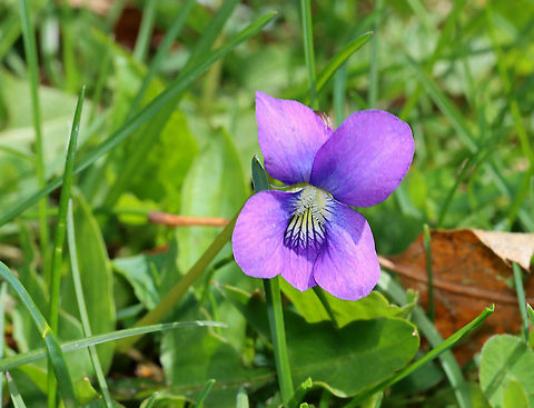 Common Meadow Violet - Viola sororia Habitat: Meadow Common Blue Violet,Geotagged,Spring,United States,Viola,Viola sororia,violet