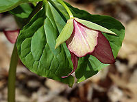 Red Trillium - Trillium erectum Habitat: Mesic forest<br />
https://www.jungledragon.com/image/113627/red_trillium_-_trillium_erectum.html Geotagged,Red trillium,Spring,Trillium erectum,United States,trillium