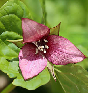 Red Trillium - Trillium erectum Habitat: Mesic forest
https://www.jungledragon.com/image/113626/red_trillium_-_trillium_erectum.html Geotagged,Red trillium,Spring,Trillium erectum,United States