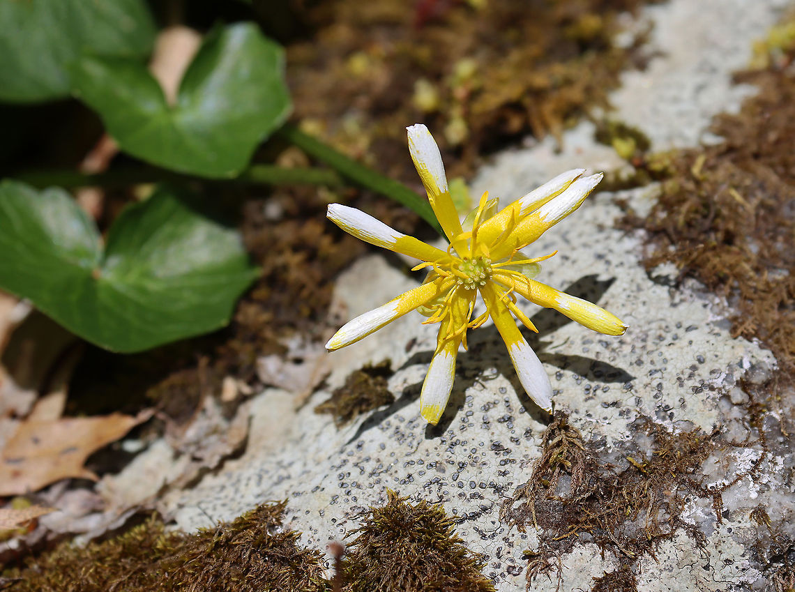Fig Buttercup - Ficaria verna Habitat: Mesic forest Ficaria,Ficaria verna,Fig Buttercup,Geotagged,Lesser celandine,Spring,United States