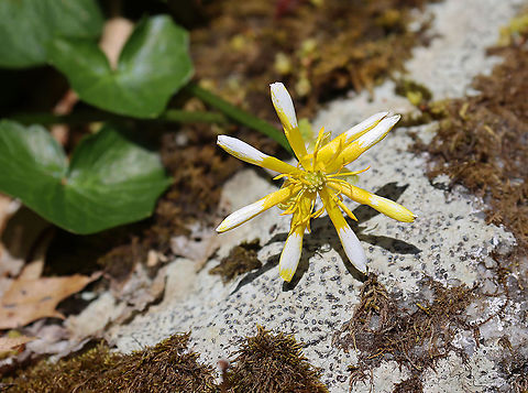 Fig Buttercup - Ficaria verna Habitat: Mesic forest Ficaria,Ficaria verna,Fig Buttercup,Geotagged,Lesser celandine,Spring,United States