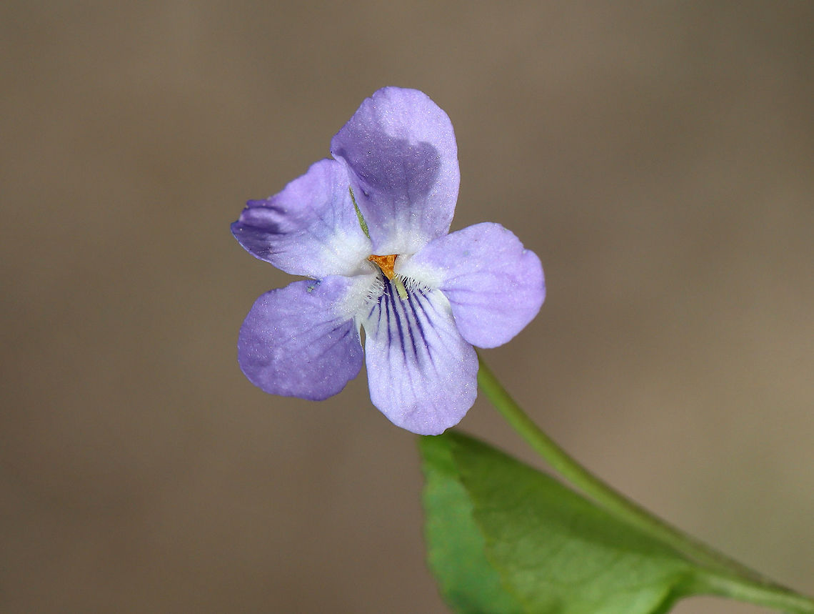 Alpine Violet - Viola labradorica Habitat: Streamside; deciduous forest<br />
<figure class="photo"><a href="https://www.jungledragon.com/image/113760/alpine_violet_-_viola_labradorica.html" title="Alpine Violet - Viola labradorica"><img src="https://s3.amazonaws.com/media.jungledragon.com/images/3232/113760_thumb.jpg?AWSAccessKeyId=05GMT0V3GWVNE7GGM1R2&Expires=1769040010&Signature=pC4%2FB6pOGalU7b1MtbDetv%2F7knE%3D" width="200" height="152" alt="Alpine Violet - Viola labradorica Habitat: Streamside; deciduous forest<br />
https://www.jungledragon.com/image/113760/violet_-_viola_sp.html<br />
https://www.jungledragon.com/image/113762/violet_-_viola_sp.html<br />
https://www.jungledragon.com/image/113761/violet_-_viola_sp.html<br />
https://www.jungledragon.com/image/113763/violet_-_viola_sp.html Alpine Dog Violet,Geotagged,Spring,United States,Viola labradorica,viola,violet" /></a></figure><br />
<figure class="photo"><a href="https://www.jungledragon.com/image/113762/alpine_violet_-_viola_labradorica.html" title="Alpine Violet - Viola labradorica"><img src="https://s3.amazonaws.com/media.jungledragon.com/images/3232/113762_thumb.jpg?AWSAccessKeyId=05GMT0V3GWVNE7GGM1R2&Expires=1769040010&Signature=2OcRwX7hVO5d0xXBAELhyTFM8Ok%3D" width="200" height="150" alt="Alpine Violet - Viola labradorica Habitat: Streamside; deciduous forest<br />
https://www.jungledragon.com/image/113760/violet_-_viola_sp.html<br />
https://www.jungledragon.com/image/113762/violet_-_viola_sp.html<br />
https://www.jungledragon.com/image/113761/violet_-_viola_sp.html<br />
https://www.jungledragon.com/image/113763/violet_-_viola_sp.html Geotagged,Spring,United States,Viola labradorica,viola" /></a></figure><br />
<figure class="photo"><a href="https://www.jungledragon.com/image/113761/alpine_violet_-_viola_labradorica.html" title="Alpine Violet - Viola labradorica"><img src="https://s3.amazonaws.com/media.jungledragon.com/images/3232/113761_thumb.jpg?AWSAccessKeyId=05GMT0V3GWVNE7GGM1R2&Expires=1769040010&Signature=WzeVxOuz8NuDv1lzb59%2F1KKzTms%3D" width="200" height="150" alt="Alpine Violet - Viola labradorica Habitat: Streamside; deciduous forest<br />
https://www.jungledragon.com/image/113760/violet_-_viola_sp.html<br />
https://www.jungledragon.com/image/113762/violet_-_viola_sp.html<br />
https://www.jungledragon.com/image/113761/violet_-_viola_sp.html<br />
https://www.jungledragon.com/image/113763/violet_-_viola_sp.html Alpine Dog Violet,Geotagged,Spring,United States,Viola labradorica" /></a></figure><br />
<figure class="photo"><a href="https://www.jungledragon.com/image/113763/alpine_violet_-_viola_labradorica.html" title="Alpine Violet - Viola labradorica"><img src="https://s3.amazonaws.com/media.jungledragon.com/images/3232/113763_thumb.jpg?AWSAccessKeyId=05GMT0V3GWVNE7GGM1R2&Expires=1769040010&Signature=8jHlMzzst72JzZnvE8iGGaTSf%2Bc%3D" width="200" height="148" alt="Alpine Violet - Viola labradorica Habitat: Streamside; deciduous forest<br />
https://www.jungledragon.com/image/113760/violet_-_viola_sp.html<br />
https://www.jungledragon.com/image/113762/violet_-_viola_sp.html<br />
https://www.jungledragon.com/image/113761/violet_-_viola_sp.html<br />
https://www.jungledragon.com/image/113763/violet_-_viola_sp.html<br />
 Alpine Dog Violet,Geotagged,Spring,United States,Viola labradorica" /></a></figure> Alpine Dog Violet,Geotagged,Spring,United States,Viola labradorica,viola,violet