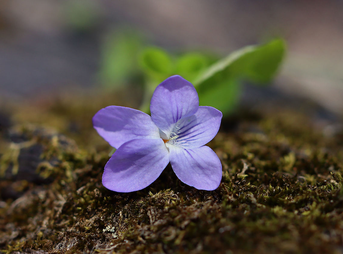 Alpine Violet - Viola labradorica Habitat: Streamside; deciduous forest<br />
<figure class="photo"><a href="https://www.jungledragon.com/image/113760/alpine_violet_-_viola_labradorica.html" title="Alpine Violet - Viola labradorica"><img src="https://s3.amazonaws.com/media.jungledragon.com/images/3232/113760_thumb.jpg?AWSAccessKeyId=05GMT0V3GWVNE7GGM1R2&Expires=1763596810&Signature=MN0BeBiJbZ3i68xrD%2BBlNZdMcJc%3D" width="200" height="152" alt="Alpine Violet - Viola labradorica Habitat: Streamside; deciduous forest<br />
https://www.jungledragon.com/image/113760/violet_-_viola_sp.html<br />
https://www.jungledragon.com/image/113762/violet_-_viola_sp.html<br />
https://www.jungledragon.com/image/113761/violet_-_viola_sp.html<br />
https://www.jungledragon.com/image/113763/violet_-_viola_sp.html Alpine Dog Violet,Geotagged,Spring,United States,Viola labradorica,viola,violet" /></a></figure><br />
<figure class="photo"><a href="https://www.jungledragon.com/image/113762/alpine_violet_-_viola_labradorica.html" title="Alpine Violet - Viola labradorica"><img src="https://s3.amazonaws.com/media.jungledragon.com/images/3232/113762_thumb.jpg?AWSAccessKeyId=05GMT0V3GWVNE7GGM1R2&Expires=1763596810&Signature=hLLpZnIVJu8vfDtQuWezvTTF1oU%3D" width="200" height="150" alt="Alpine Violet - Viola labradorica Habitat: Streamside; deciduous forest<br />
https://www.jungledragon.com/image/113760/violet_-_viola_sp.html<br />
https://www.jungledragon.com/image/113762/violet_-_viola_sp.html<br />
https://www.jungledragon.com/image/113761/violet_-_viola_sp.html<br />
https://www.jungledragon.com/image/113763/violet_-_viola_sp.html Geotagged,Spring,United States,Viola labradorica,viola" /></a></figure><br />
<figure class="photo"><a href="https://www.jungledragon.com/image/113761/alpine_violet_-_viola_labradorica.html" title="Alpine Violet - Viola labradorica"><img src="https://s3.amazonaws.com/media.jungledragon.com/images/3232/113761_thumb.jpg?AWSAccessKeyId=05GMT0V3GWVNE7GGM1R2&Expires=1763596810&Signature=UanA9uCBKRzhUZLlhoVkrJhp%2BBQ%3D" width="200" height="150" alt="Alpine Violet - Viola labradorica Habitat: Streamside; deciduous forest<br />
https://www.jungledragon.com/image/113760/violet_-_viola_sp.html<br />
https://www.jungledragon.com/image/113762/violet_-_viola_sp.html<br />
https://www.jungledragon.com/image/113761/violet_-_viola_sp.html<br />
https://www.jungledragon.com/image/113763/violet_-_viola_sp.html Alpine Dog Violet,Geotagged,Spring,United States,Viola labradorica" /></a></figure><br />
<figure class="photo"><a href="https://www.jungledragon.com/image/113763/alpine_violet_-_viola_labradorica.html" title="Alpine Violet - Viola labradorica"><img src="https://s3.amazonaws.com/media.jungledragon.com/images/3232/113763_thumb.jpg?AWSAccessKeyId=05GMT0V3GWVNE7GGM1R2&Expires=1763596810&Signature=JY4jnEAzeOIBUSZUd89KuwGtKAM%3D" width="200" height="148" alt="Alpine Violet - Viola labradorica Habitat: Streamside; deciduous forest<br />
https://www.jungledragon.com/image/113760/violet_-_viola_sp.html<br />
https://www.jungledragon.com/image/113762/violet_-_viola_sp.html<br />
https://www.jungledragon.com/image/113761/violet_-_viola_sp.html<br />
https://www.jungledragon.com/image/113763/violet_-_viola_sp.html<br />
 Alpine Dog Violet,Geotagged,Spring,United States,Viola labradorica" /></a></figure> Alpine Dog Violet,Geotagged,Spring,United States,Viola labradorica