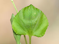 Alpine Violet - Viola labradorica Habitat: Streamside; deciduous forest<br />
https://www.jungledragon.com/image/113760/violet_-_viola_sp.html<br />
https://www.jungledragon.com/image/113762/violet_-_viola_sp.html<br />
https://www.jungledragon.com/image/113761/violet_-_viola_sp.html<br />
https://www.jungledragon.com/image/113763/violet_-_viola_sp.html Geotagged,Spring,United States,Viola labradorica,viola
