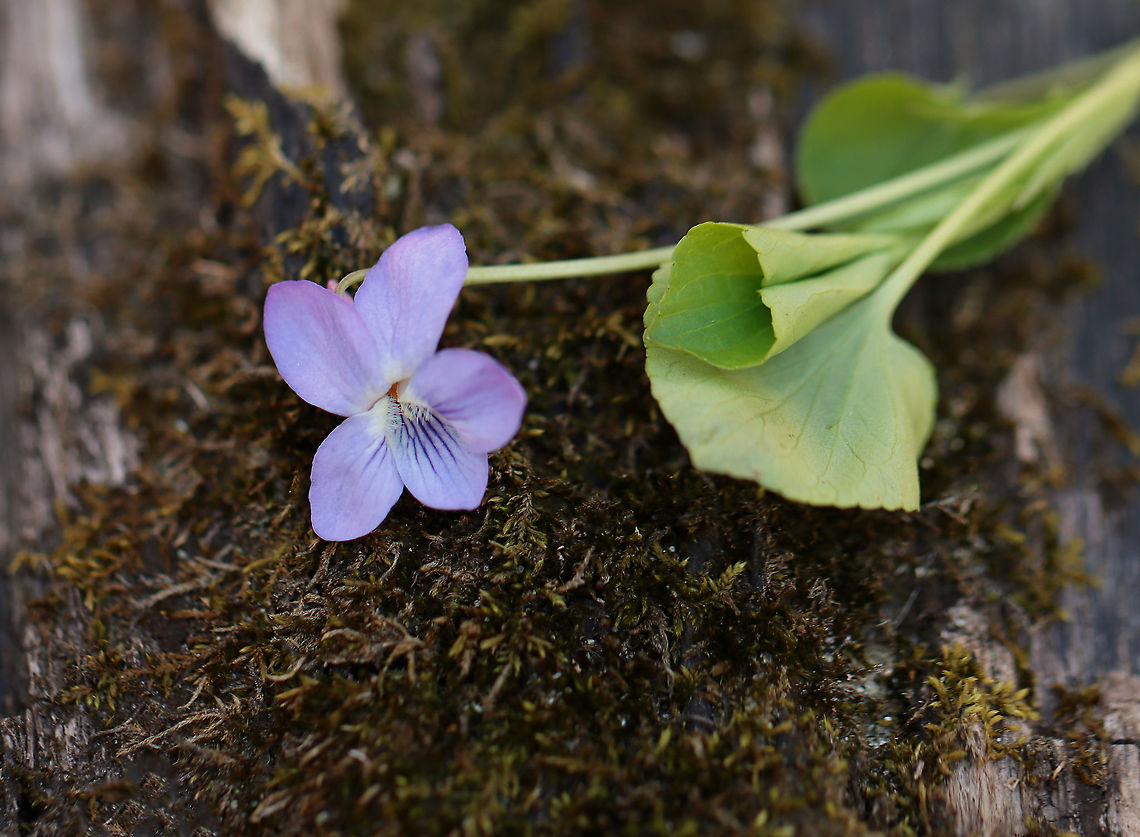 Alpine Violet - Viola labradorica Habitat: Streamside; deciduous forest<br />
<figure class="photo"><a href="https://www.jungledragon.com/image/113760/alpine_violet_-_viola_labradorica.html" title="Alpine Violet - Viola labradorica"><img src="https://s3.amazonaws.com/media.jungledragon.com/images/3232/113760_thumb.jpg?AWSAccessKeyId=05GMT0V3GWVNE7GGM1R2&Expires=1769040010&Signature=pC4%2FB6pOGalU7b1MtbDetv%2F7knE%3D" width="200" height="152" alt="Alpine Violet - Viola labradorica Habitat: Streamside; deciduous forest<br />
https://www.jungledragon.com/image/113760/violet_-_viola_sp.html<br />
https://www.jungledragon.com/image/113762/violet_-_viola_sp.html<br />
https://www.jungledragon.com/image/113761/violet_-_viola_sp.html<br />
https://www.jungledragon.com/image/113763/violet_-_viola_sp.html Alpine Dog Violet,Geotagged,Spring,United States,Viola labradorica,viola,violet" /></a></figure><br />
<figure class="photo"><a href="https://www.jungledragon.com/image/113762/alpine_violet_-_viola_labradorica.html" title="Alpine Violet - Viola labradorica"><img src="https://s3.amazonaws.com/media.jungledragon.com/images/3232/113762_thumb.jpg?AWSAccessKeyId=05GMT0V3GWVNE7GGM1R2&Expires=1769040010&Signature=2OcRwX7hVO5d0xXBAELhyTFM8Ok%3D" width="200" height="150" alt="Alpine Violet - Viola labradorica Habitat: Streamside; deciduous forest<br />
https://www.jungledragon.com/image/113760/violet_-_viola_sp.html<br />
https://www.jungledragon.com/image/113762/violet_-_viola_sp.html<br />
https://www.jungledragon.com/image/113761/violet_-_viola_sp.html<br />
https://www.jungledragon.com/image/113763/violet_-_viola_sp.html Geotagged,Spring,United States,Viola labradorica,viola" /></a></figure><br />
<figure class="photo"><a href="https://www.jungledragon.com/image/113761/alpine_violet_-_viola_labradorica.html" title="Alpine Violet - Viola labradorica"><img src="https://s3.amazonaws.com/media.jungledragon.com/images/3232/113761_thumb.jpg?AWSAccessKeyId=05GMT0V3GWVNE7GGM1R2&Expires=1769040010&Signature=WzeVxOuz8NuDv1lzb59%2F1KKzTms%3D" width="200" height="150" alt="Alpine Violet - Viola labradorica Habitat: Streamside; deciduous forest<br />
https://www.jungledragon.com/image/113760/violet_-_viola_sp.html<br />
https://www.jungledragon.com/image/113762/violet_-_viola_sp.html<br />
https://www.jungledragon.com/image/113761/violet_-_viola_sp.html<br />
https://www.jungledragon.com/image/113763/violet_-_viola_sp.html Alpine Dog Violet,Geotagged,Spring,United States,Viola labradorica" /></a></figure><br />
<figure class="photo"><a href="https://www.jungledragon.com/image/113763/alpine_violet_-_viola_labradorica.html" title="Alpine Violet - Viola labradorica"><img src="https://s3.amazonaws.com/media.jungledragon.com/images/3232/113763_thumb.jpg?AWSAccessKeyId=05GMT0V3GWVNE7GGM1R2&Expires=1769040010&Signature=8jHlMzzst72JzZnvE8iGGaTSf%2Bc%3D" width="200" height="148" alt="Alpine Violet - Viola labradorica Habitat: Streamside; deciduous forest<br />
https://www.jungledragon.com/image/113760/violet_-_viola_sp.html<br />
https://www.jungledragon.com/image/113762/violet_-_viola_sp.html<br />
https://www.jungledragon.com/image/113761/violet_-_viola_sp.html<br />
https://www.jungledragon.com/image/113763/violet_-_viola_sp.html<br />
 Alpine Dog Violet,Geotagged,Spring,United States,Viola labradorica" /></a></figure><br />
 Alpine Dog Violet,Geotagged,Spring,United States,Viola labradorica