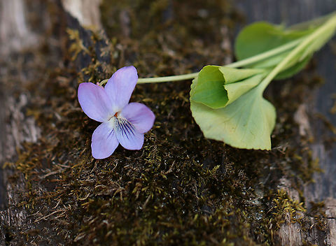 Alpine Violet - Viola labradorica Habitat: Streamside; deciduous forest
https://www.jungledragon.com/image/113760/violet_-_viola_sp.html
https://www.jungledragon.com/image/113762/violet_-_viola_sp.html
https://www.jungledragon.com/image/113761/violet_-_viola_sp.html
https://www.jungledragon.com/image/113763/violet_-_viola_sp.html
 Alpine Dog Violet,Geotagged,Spring,United States,Viola labradorica