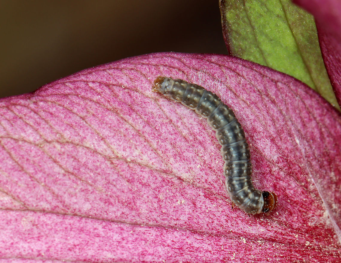 Unknown Caterpillar on Trillium (Trillium erectum) - Tortricidae The caterpillar was in the center of the flower and had some silk near it. I noticed an interesting behavior-- it sort of bounced backward whenever I touched it. I didn't notice any feeding damage on the petals.<br />
<br />
Habitat: Spotted in Trillium erectum, which was growing beside a stream in a deciduous forest. Other plants nearby include skunk cabbage and marsh marigold.<br />
<figure class="photo"><a href="https://www.jungledragon.com/image/113765/unknown_caterpillar_on_trillium_trillium_erectum.html" title="Unknown Caterpillar on Trillium (Trillium erectum)"><img src="https://s3.amazonaws.com/media.jungledragon.com/images/3232/113765_thumb.jpg?AWSAccessKeyId=05GMT0V3GWVNE7GGM1R2&Expires=1759968010&Signature=ggk73PnvnAXmd56TEoq3YYX0l5c%3D" width="200" height="140" alt="Unknown Caterpillar on Trillium (Trillium erectum) The caterpillar was in the center of the flower and had some silk near it. I noticed an interesting behavior-- it sort of bounced backward whenever I touched it. I didn't notice any feeding damage on the petals.<br />
<br />
Habitat: Spotted in Trillium erectum, which was growing beside a stream in a deciduous forest. Other plants nearby include skunk cabbage and marsh marigold.<br />
https://www.jungledragon.com/image/113764/unknown_caterpillar_on_trillium_trillium_erectum.html Geotagged,Spring,United States" /></a></figure> Geotagged,Lepidoptera,Spring,Tortricidae,Trillium,Trillium erectum,United States,caterpillar,larva