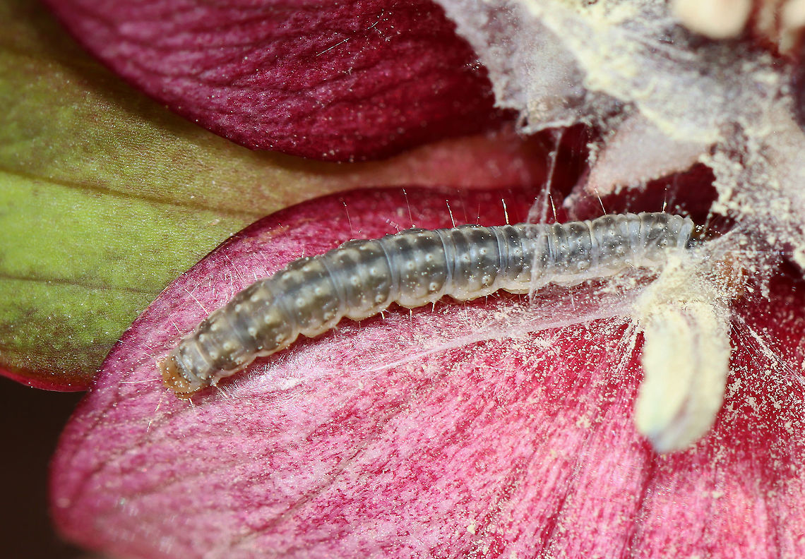 Unknown Caterpillar on Trillium (Trillium erectum) The caterpillar was in the center of the flower and had some silk near it. I noticed an interesting behavior-- it sort of bounced backward whenever I touched it. I didn&#039;t notice any feeding damage on the petals.<br />
<br />
Habitat: Spotted in Trillium erectum, which was growing beside a stream in a deciduous forest. Other plants nearby include skunk cabbage and marsh marigold.<br />
<figure class="photo"><a href="https://www.jungledragon.com/image/113764/unknown_caterpillar_on_trillium_trillium_erectum_-_tortricidae.html" title="Unknown Caterpillar on Trillium (Trillium erectum) - Tortricidae"><img src="https://s3.amazonaws.com/media.jungledragon.com/images/3232/113764_thumb.jpg?AWSAccessKeyId=05GMT0V3GWVNE7GGM1R2&Expires=1759968010&Signature=HU9UrPpzGVLT1%2BroTug%2FzAun3Nc%3D" width="200" height="156" alt="Unknown Caterpillar on Trillium (Trillium erectum) - Tortricidae The caterpillar was in the center of the flower and had some silk near it. I noticed an interesting behavior-- it sort of bounced backward whenever I touched it. I didn&#039;t notice any feeding damage on the petals.<br />
<br />
Habitat: Spotted in Trillium erectum, which was growing beside a stream in a deciduous forest. Other plants nearby include skunk cabbage and marsh marigold.<br />
https://www.jungledragon.com/image/113765/unknown_caterpillar_on_trillium_trillium_erectum.html Geotagged,Lepidoptera,Spring,Tortricidae,Trillium,Trillium erectum,United States,caterpillar,larva" /></a></figure> Geotagged,Spring,United States