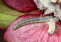 Unknown Caterpillar on Trillium (Trillium erectum) The caterpillar was in the center of the flower and had some silk near it. I noticed an interesting behavior-- it sort of bounced backward whenever I touched it. I didn't notice any feeding damage on the petals.<br />
<br />
Habitat: Spotted in Trillium erectum, which was growing beside a stream in a deciduous forest. Other plants nearby include skunk cabbage and marsh marigold.<br />
https://www.jungledragon.com/image/113764/unknown_caterpillar_on_trillium_trillium_erectum.html Geotagged,Spring,United States