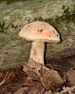 Bolete Mushroom Habitat: Mixed forest
https://www.jungledragon.com/image/113767/bolete_mushroom.html Geotagged,Summer,United States,boletales,bolete,fungus,mushroom