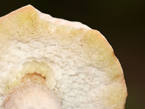 Bolete Mushroom Habitat: Mixed forest
https://www.jungledragon.com/image/113766/bolete_mushroom.html Geotagged,Summer,United States