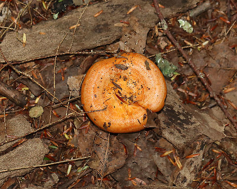 Lactarius croceus Habitat: Growing on the ground, under eastern hemlock; mixed forest
https://www.jungledragon.com/image/113773/mushroom_-_lactariuslactifluus_sp.html
https://www.jungledragon.com/image/113774/mushroom_-_lactariuslactifluus_sp.html
https://www.jungledragon.com/image/113775/mushroom_-_lactariuslactifluus_sp.html Geotagged,Lactarius,Lactarius croceus,Russulaceae,Summer,United States,fungus,milkcap,mushroom