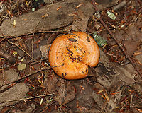 Lactarius croceus Habitat: Growing on the ground, under eastern hemlock; mixed forest<br />
https://www.jungledragon.com/image/113773/mushroom_-_lactariuslactifluus_sp.html<br />
https://www.jungledragon.com/image/113774/mushroom_-_lactariuslactifluus_sp.html<br />
https://www.jungledragon.com/image/113775/mushroom_-_lactariuslactifluus_sp.html Geotagged,Lactarius,Lactarius croceus,Russulaceae,Summer,United States,fungus,milkcap,mushroom