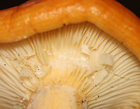 Lactarius croceus Habitat: Growing on the ground, under eastern hemlock; mixed forest<br />
https://www.jungledragon.com/image/113773/mushroom_-_lactariuslactifluus_sp.html<br />
https://www.jungledragon.com/image/113774/mushroom_-_lactariuslactifluus_sp.html<br />
https://www.jungledragon.com/image/113775/mushroom_-_lactariuslactifluus_sp.html Geotagged,Lactarius croceus,Summer,United States