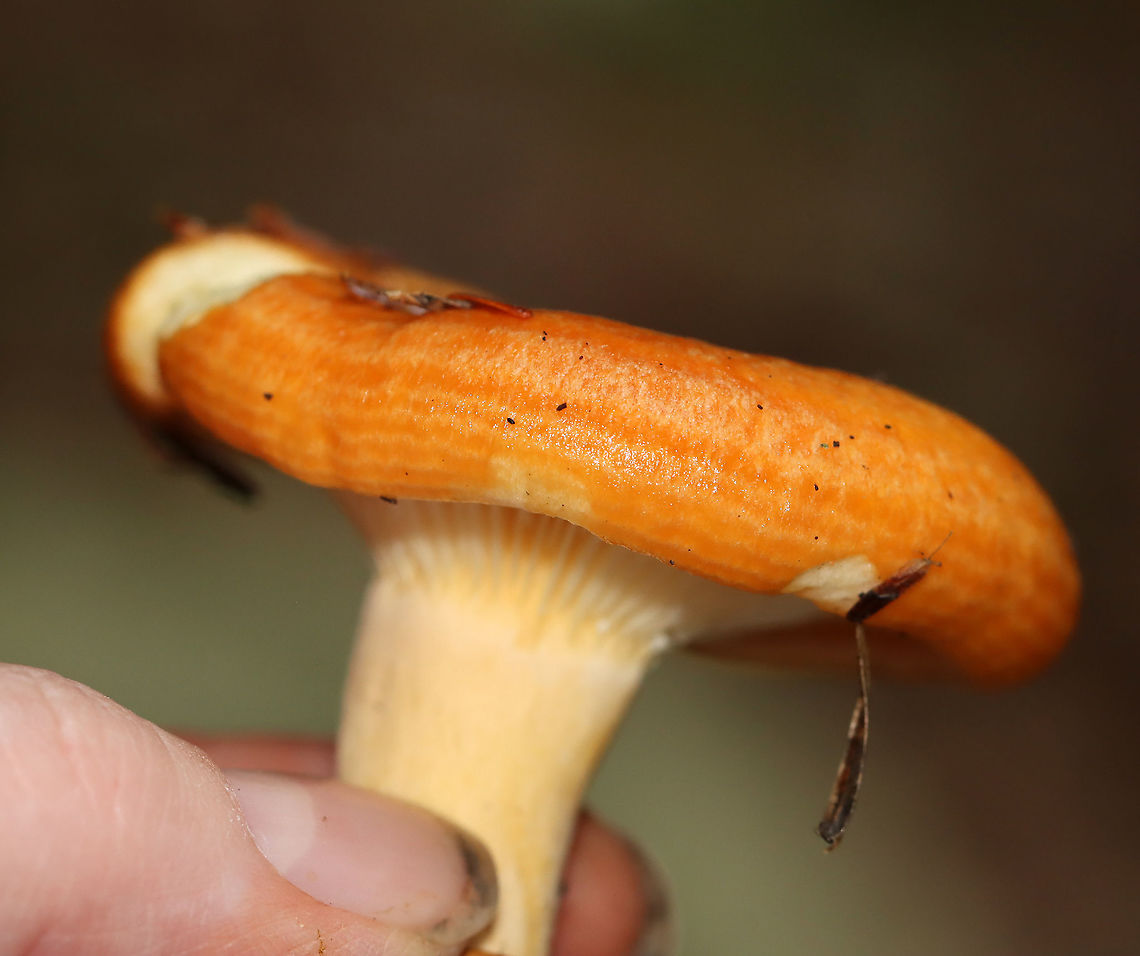 Lactarius croceus Habitat: Growing on the ground, under eastern hemlock; mixed forest<br />
<figure class="photo"><a href="https://www.jungledragon.com/image/113773/lactarius_croceus.html" title="Lactarius croceus"><img src="https://s3.amazonaws.com/media.jungledragon.com/images/3232/113773_thumb.jpg?AWSAccessKeyId=05GMT0V3GWVNE7GGM1R2&Expires=1759968010&Signature=HGDW%2BG%2F0EEdjQY0AbGG1CDtXsNw%3D" width="200" height="160" alt="Lactarius croceus Habitat: Growing on the ground, under eastern hemlock; mixed forest<br />
https://www.jungledragon.com/image/113773/mushroom_-_lactariuslactifluus_sp.html<br />
https://www.jungledragon.com/image/113774/mushroom_-_lactariuslactifluus_sp.html<br />
https://www.jungledragon.com/image/113775/mushroom_-_lactariuslactifluus_sp.html Geotagged,Lactarius,Lactarius croceus,Russulaceae,Summer,United States,fungus,milkcap,mushroom" /></a></figure><br />
<figure class="photo"><a href="https://www.jungledragon.com/image/113774/lactarius_croceus.html" title="Lactarius croceus"><img src="https://s3.amazonaws.com/media.jungledragon.com/images/3232/113774_thumb.jpg?AWSAccessKeyId=05GMT0V3GWVNE7GGM1R2&Expires=1759968010&Signature=gp9BWfSnvirtGH7N6porGi7CWbQ%3D" width="200" height="158" alt="Lactarius croceus Habitat: Growing on the ground, under eastern hemlock; mixed forest<br />
https://www.jungledragon.com/image/113773/mushroom_-_lactariuslactifluus_sp.html<br />
https://www.jungledragon.com/image/113774/mushroom_-_lactariuslactifluus_sp.html<br />
https://www.jungledragon.com/image/113775/mushroom_-_lactariuslactifluus_sp.html Geotagged,Lactarius croceus,Summer,United States" /></a></figure><br />
<figure class="photo"><a href="https://www.jungledragon.com/image/113775/lactarius_croceus.html" title="Lactarius croceus"><img src="https://s3.amazonaws.com/media.jungledragon.com/images/3232/113775_thumb.jpg?AWSAccessKeyId=05GMT0V3GWVNE7GGM1R2&Expires=1759968010&Signature=%2B9DR9NcmdadkDs6pfWAzFAowf1g%3D" width="200" height="168" alt="Lactarius croceus Habitat: Growing on the ground, under eastern hemlock; mixed forest<br />
https://www.jungledragon.com/image/113773/mushroom_-_lactariuslactifluus_sp.html<br />
https://www.jungledragon.com/image/113774/mushroom_-_lactariuslactifluus_sp.html<br />
https://www.jungledragon.com/image/113775/mushroom_-_lactariuslactifluus_sp.html Geotagged,Lactarius croceus,Summer,United States" /></a></figure> Geotagged,Lactarius croceus,Summer,United States