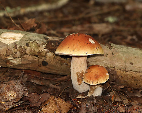 Boletus edulis Habitat: Growing next to rotting wood; mostly deciduous forest Boletus edulis,Geotagged,Summer,United States,bolete,boletus,fungi,mushroom