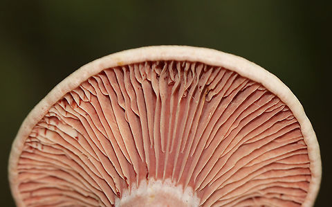 Lactarius subpurpureus Mostly flat cap with a small central depression, zones of pink, and an inrolled margin. Nearly distant, pinkish red gills that leak red milk. The stem was colored like the cap, but more pale.

Habitat: Growing on the ground in a mixed forest.
https://www.jungledragon.com/image/113782/lactarius_subpurpureus.html
https://www.jungledragon.com/image/113784/lactarius_subpurpureus.html
https://www.jungledragon.com/image/113785/lactarius_subpurpureus.html
https://www.jungledragon.com/image/113783/lactarius_subpurpureus.html Geotagged,Lactarius,Lactarius subpurpureus,Summer,United States,fungus,milkcap,mushroom