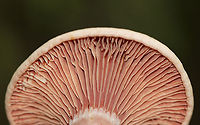 Lactarius subpurpureus Mostly flat cap with a small central depression, zones of pink, and an inrolled margin. Nearly distant, pinkish red gills that leak red milk. The stem was colored like the cap, but more pale.<br />
<br />
Habitat: Growing on the ground in a mixed forest.<br />
https://www.jungledragon.com/image/113782/lactarius_subpurpureus.html<br />
https://www.jungledragon.com/image/113784/lactarius_subpurpureus.html<br />
https://www.jungledragon.com/image/113785/lactarius_subpurpureus.html<br />
https://www.jungledragon.com/image/113783/lactarius_subpurpureus.html Geotagged,Lactarius,Lactarius subpurpureus,Summer,United States,fungus,milkcap,mushroom