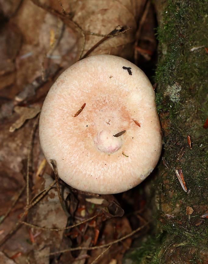 Lactarius subpurpureus Mostly flat cap with a small central depression, zones of pink, and an inrolled margin. Nearly distant, pinkish red gills that leak red milk. The stem was colored like the cap, but more pale.<br />
<br />
Habitat: Growing on the ground in a mixed forest.<br />
<figure class="photo"><a href="https://www.jungledragon.com/image/113782/lactarius_subpurpureus.html" title="Lactarius subpurpureus"><img src="https://s3.amazonaws.com/media.jungledragon.com/images/3232/113782_thumb.jpg?AWSAccessKeyId=05GMT0V3GWVNE7GGM1R2&Expires=1763596810&Signature=OLyYfLArCe73aXvUZl%2FvFuFvuQg%3D" width="200" height="126" alt="Lactarius subpurpureus Mostly flat cap with a small central depression, zones of pink, and an inrolled margin. Nearly distant, pinkish red gills that leak red milk. The stem was colored like the cap, but more pale.<br />
<br />
Habitat: Growing on the ground in a mixed forest.<br />
https://www.jungledragon.com/image/113782/lactarius_subpurpureus.html<br />
https://www.jungledragon.com/image/113784/lactarius_subpurpureus.html<br />
https://www.jungledragon.com/image/113785/lactarius_subpurpureus.html<br />
https://www.jungledragon.com/image/113783/lactarius_subpurpureus.html Geotagged,Lactarius,Lactarius subpurpureus,Summer,United States,fungus,milkcap,mushroom" /></a></figure><br />
<figure class="photo"><a href="https://www.jungledragon.com/image/113784/lactarius_subpurpureus.html" title="Lactarius subpurpureus"><img src="https://s3.amazonaws.com/media.jungledragon.com/images/3232/113784_thumb.jpg?AWSAccessKeyId=05GMT0V3GWVNE7GGM1R2&Expires=1763596810&Signature=6COtov4D9nKLj0dulqa3A68pSH0%3D" width="102" height="152" alt="Lactarius subpurpureus Mostly flat cap with a small central depression, zones of pink, and an inrolled margin. Nearly distant, pinkish red gills that leak red milk. The stem was colored like the cap, but more pale.<br />
<br />
Habitat: Growing on the ground in a mixed forest.https://www.jungledragon.com/image/113782/lactarius_subpurpureus.html<br />
https://www.jungledragon.com/image/113784/lactarius_subpurpureus.html<br />
https://www.jungledragon.com/image/113785/lactarius_subpurpureus.html<br />
https://www.jungledragon.com/image/113783/lactarius_subpurpureus.html Geotagged,Lactarius subpurpureus,Summer,United States" /></a></figure><br />
<figure class="photo"><a href="https://www.jungledragon.com/image/113785/lactarius_subpurpureus.html" title="Lactarius subpurpureus"><img src="https://s3.amazonaws.com/media.jungledragon.com/images/3232/113785_thumb.jpg?AWSAccessKeyId=05GMT0V3GWVNE7GGM1R2&Expires=1763596810&Signature=xXRwa87%2BwtAkzQt3fBUpc%2BCSREc%3D" width="200" height="134" alt="Lactarius subpurpureus Mostly flat cap with a small central depression, zones of pink, and an inrolled margin. Nearly distant, pinkish red gills that leak red milk. The stem was colored like the cap, but more pale.<br />
<br />
Habitat: Growing on the ground in a mixed forest.<br />
https://www.jungledragon.com/image/113782/lactarius_subpurpureus.html<br />
https://www.jungledragon.com/image/113784/lactarius_subpurpureus.html<br />
https://www.jungledragon.com/image/113785/lactarius_subpurpureus.html<br />
https://www.jungledragon.com/image/113783/lactarius_subpurpureus.html<br />
Geotagged,Lactarius subpurpureus,Summer,United States" /></a></figure><br />
<figure class="photo"><a href="https://www.jungledragon.com/image/113783/lactarius_subpurpureus.html" title="Lactarius subpurpureus"><img src="https://s3.amazonaws.com/media.jungledragon.com/images/3232/113783_thumb.jpg?AWSAccessKeyId=05GMT0V3GWVNE7GGM1R2&Expires=1763596810&Signature=UjHJiG9ZLa3fE%2BcXN2olsRBNVhs%3D" width="120" height="152" alt="Lactarius subpurpureus Mostly flat cap with a small central depression, zones of pink, and an inrolled margin. Nearly distant, pinkish red gills that leak red milk. The stem was colored like the cap, but more pale.<br />
<br />
Habitat: Growing on the ground in a mixed forest.<br />
https://www.jungledragon.com/image/113782/lactarius_subpurpureus.html<br />
https://www.jungledragon.com/image/113784/lactarius_subpurpureus.html<br />
https://www.jungledragon.com/image/113785/lactarius_subpurpureus.html<br />
https://www.jungledragon.com/image/113783/lactarius_subpurpureus.html Geotagged,Lactarius subpurpureus,Summer,United States" /></a></figure> Geotagged,Lactarius subpurpureus,Summer,United States