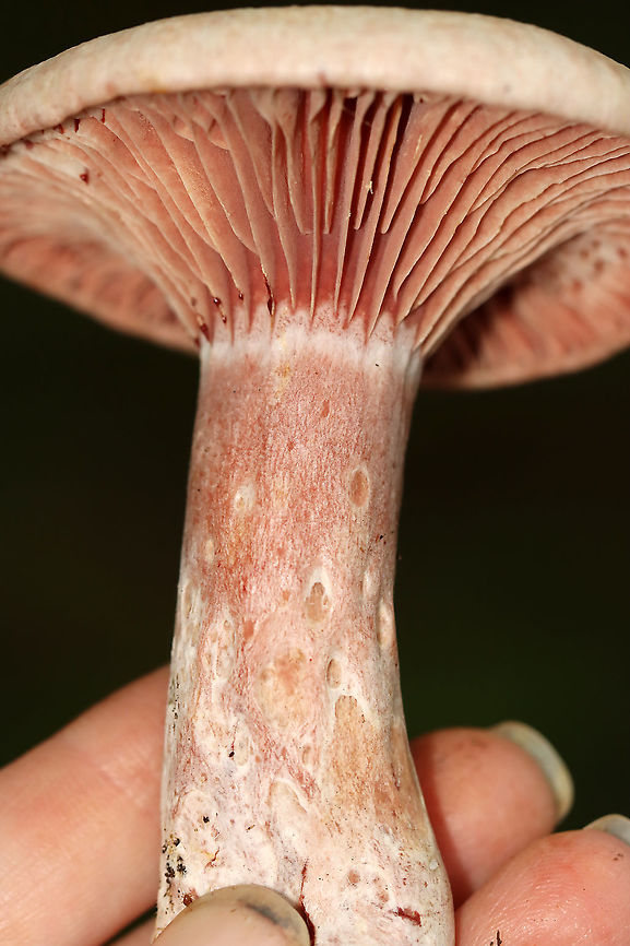 Lactarius subpurpureus Mostly flat cap with a small central depression, zones of pink, and an inrolled margin. Nearly distant, pinkish red gills that leak red milk. The stem was colored like the cap, but more pale.<br />
<br />
Habitat: Growing on the ground in a mixed forest.<figure class="photo"><a href="https://www.jungledragon.com/image/113782/lactarius_subpurpureus.html" title="Lactarius subpurpureus"><img src="https://s3.amazonaws.com/media.jungledragon.com/images/3232/113782_thumb.jpg?AWSAccessKeyId=05GMT0V3GWVNE7GGM1R2&Expires=1759968010&Signature=HMkyb12ViSGFc8cYg8hRGYlP14w%3D" width="200" height="126" alt="Lactarius subpurpureus Mostly flat cap with a small central depression, zones of pink, and an inrolled margin. Nearly distant, pinkish red gills that leak red milk. The stem was colored like the cap, but more pale.<br />
<br />
Habitat: Growing on the ground in a mixed forest.<br />
https://www.jungledragon.com/image/113782/lactarius_subpurpureus.html<br />
https://www.jungledragon.com/image/113784/lactarius_subpurpureus.html<br />
https://www.jungledragon.com/image/113785/lactarius_subpurpureus.html<br />
https://www.jungledragon.com/image/113783/lactarius_subpurpureus.html Geotagged,Lactarius,Lactarius subpurpureus,Summer,United States,fungus,milkcap,mushroom" /></a></figure><br />
<figure class="photo"><a href="https://www.jungledragon.com/image/113784/lactarius_subpurpureus.html" title="Lactarius subpurpureus"><img src="https://s3.amazonaws.com/media.jungledragon.com/images/3232/113784_thumb.jpg?AWSAccessKeyId=05GMT0V3GWVNE7GGM1R2&Expires=1759968010&Signature=LTKfoWlQQHTrfuelu7tLwtYMzdk%3D" width="102" height="152" alt="Lactarius subpurpureus Mostly flat cap with a small central depression, zones of pink, and an inrolled margin. Nearly distant, pinkish red gills that leak red milk. The stem was colored like the cap, but more pale.<br />
<br />
Habitat: Growing on the ground in a mixed forest.https://www.jungledragon.com/image/113782/lactarius_subpurpureus.html<br />
https://www.jungledragon.com/image/113784/lactarius_subpurpureus.html<br />
https://www.jungledragon.com/image/113785/lactarius_subpurpureus.html<br />
https://www.jungledragon.com/image/113783/lactarius_subpurpureus.html Geotagged,Lactarius subpurpureus,Summer,United States" /></a></figure><br />
<figure class="photo"><a href="https://www.jungledragon.com/image/113785/lactarius_subpurpureus.html" title="Lactarius subpurpureus"><img src="https://s3.amazonaws.com/media.jungledragon.com/images/3232/113785_thumb.jpg?AWSAccessKeyId=05GMT0V3GWVNE7GGM1R2&Expires=1759968010&Signature=QIOuj5Ksh0MR8vVi0Q8uHNHmu58%3D" width="200" height="134" alt="Lactarius subpurpureus Mostly flat cap with a small central depression, zones of pink, and an inrolled margin. Nearly distant, pinkish red gills that leak red milk. The stem was colored like the cap, but more pale.<br />
<br />
Habitat: Growing on the ground in a mixed forest.<br />
https://www.jungledragon.com/image/113782/lactarius_subpurpureus.html<br />
https://www.jungledragon.com/image/113784/lactarius_subpurpureus.html<br />
https://www.jungledragon.com/image/113785/lactarius_subpurpureus.html<br />
https://www.jungledragon.com/image/113783/lactarius_subpurpureus.html<br />
 Geotagged,Lactarius subpurpureus,Summer,United States" /></a></figure><br />
<figure class="photo"><a href="https://www.jungledragon.com/image/113783/lactarius_subpurpureus.html" title="Lactarius subpurpureus"><img src="https://s3.amazonaws.com/media.jungledragon.com/images/3232/113783_thumb.jpg?AWSAccessKeyId=05GMT0V3GWVNE7GGM1R2&Expires=1759968010&Signature=ZX0JotFO5%2BbR1U0g96yQNZi9EmI%3D" width="120" height="152" alt="Lactarius subpurpureus Mostly flat cap with a small central depression, zones of pink, and an inrolled margin. Nearly distant, pinkish red gills that leak red milk. The stem was colored like the cap, but more pale.<br />
<br />
Habitat: Growing on the ground in a mixed forest.<br />
https://www.jungledragon.com/image/113782/lactarius_subpurpureus.html<br />
https://www.jungledragon.com/image/113784/lactarius_subpurpureus.html<br />
https://www.jungledragon.com/image/113785/lactarius_subpurpureus.html<br />
https://www.jungledragon.com/image/113783/lactarius_subpurpureus.html Geotagged,Lactarius subpurpureus,Summer,United States" /></a></figure> Geotagged,Lactarius subpurpureus,Summer,United States