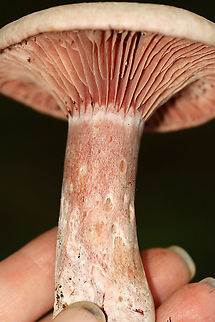 Lactarius subpurpureus Mostly flat cap with a small central depression, zones of pink, and an inrolled margin. Nearly distant, pinkish red gills that leak red milk. The stem was colored like the cap, but more pale.

Habitat: Growing on the ground in a mixed forest.https://www.jungledragon.com/image/113782/lactarius_subpurpureus.html
https://www.jungledragon.com/image/113784/lactarius_subpurpureus.html
https://www.jungledragon.com/image/113785/lactarius_subpurpureus.html
https://www.jungledragon.com/image/113783/lactarius_subpurpureus.html Geotagged,Lactarius subpurpureus,Summer,United States
