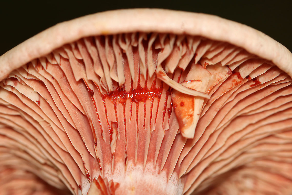 Lactarius subpurpureus Mostly flat cap with a small central depression, zones of pink, and an inrolled margin. Nearly distant, pinkish red gills that leak red milk. The stem was colored like the cap, but more pale.<br />
<br />
Habitat: Growing on the ground in a mixed forest.<br />
<figure class="photo"><a href="https://www.jungledragon.com/image/113782/lactarius_subpurpureus.html" title="Lactarius subpurpureus"><img src="https://s3.amazonaws.com/media.jungledragon.com/images/3232/113782_thumb.jpg?AWSAccessKeyId=05GMT0V3GWVNE7GGM1R2&Expires=1759968010&Signature=HMkyb12ViSGFc8cYg8hRGYlP14w%3D" width="200" height="126" alt="Lactarius subpurpureus Mostly flat cap with a small central depression, zones of pink, and an inrolled margin. Nearly distant, pinkish red gills that leak red milk. The stem was colored like the cap, but more pale.<br />
<br />
Habitat: Growing on the ground in a mixed forest.<br />
https://www.jungledragon.com/image/113782/lactarius_subpurpureus.html<br />
https://www.jungledragon.com/image/113784/lactarius_subpurpureus.html<br />
https://www.jungledragon.com/image/113785/lactarius_subpurpureus.html<br />
https://www.jungledragon.com/image/113783/lactarius_subpurpureus.html Geotagged,Lactarius,Lactarius subpurpureus,Summer,United States,fungus,milkcap,mushroom" /></a></figure><br />
<figure class="photo"><a href="https://www.jungledragon.com/image/113784/lactarius_subpurpureus.html" title="Lactarius subpurpureus"><img src="https://s3.amazonaws.com/media.jungledragon.com/images/3232/113784_thumb.jpg?AWSAccessKeyId=05GMT0V3GWVNE7GGM1R2&Expires=1759968010&Signature=LTKfoWlQQHTrfuelu7tLwtYMzdk%3D" width="102" height="152" alt="Lactarius subpurpureus Mostly flat cap with a small central depression, zones of pink, and an inrolled margin. Nearly distant, pinkish red gills that leak red milk. The stem was colored like the cap, but more pale.<br />
<br />
Habitat: Growing on the ground in a mixed forest.https://www.jungledragon.com/image/113782/lactarius_subpurpureus.html<br />
https://www.jungledragon.com/image/113784/lactarius_subpurpureus.html<br />
https://www.jungledragon.com/image/113785/lactarius_subpurpureus.html<br />
https://www.jungledragon.com/image/113783/lactarius_subpurpureus.html Geotagged,Lactarius subpurpureus,Summer,United States" /></a></figure><br />
<figure class="photo"><a href="https://www.jungledragon.com/image/113785/lactarius_subpurpureus.html" title="Lactarius subpurpureus"><img src="https://s3.amazonaws.com/media.jungledragon.com/images/3232/113785_thumb.jpg?AWSAccessKeyId=05GMT0V3GWVNE7GGM1R2&Expires=1759968010&Signature=QIOuj5Ksh0MR8vVi0Q8uHNHmu58%3D" width="200" height="134" alt="Lactarius subpurpureus Mostly flat cap with a small central depression, zones of pink, and an inrolled margin. Nearly distant, pinkish red gills that leak red milk. The stem was colored like the cap, but more pale.<br />
<br />
Habitat: Growing on the ground in a mixed forest.<br />
https://www.jungledragon.com/image/113782/lactarius_subpurpureus.html<br />
https://www.jungledragon.com/image/113784/lactarius_subpurpureus.html<br />
https://www.jungledragon.com/image/113785/lactarius_subpurpureus.html<br />
https://www.jungledragon.com/image/113783/lactarius_subpurpureus.html<br />
Geotagged,Lactarius subpurpureus,Summer,United States" /></a></figure><br />
<figure class="photo"><a href="https://www.jungledragon.com/image/113783/lactarius_subpurpureus.html" title="Lactarius subpurpureus"><img src="https://s3.amazonaws.com/media.jungledragon.com/images/3232/113783_thumb.jpg?AWSAccessKeyId=05GMT0V3GWVNE7GGM1R2&Expires=1759968010&Signature=ZX0JotFO5%2BbR1U0g96yQNZi9EmI%3D" width="120" height="152" alt="Lactarius subpurpureus Mostly flat cap with a small central depression, zones of pink, and an inrolled margin. Nearly distant, pinkish red gills that leak red milk. The stem was colored like the cap, but more pale.<br />
<br />
Habitat: Growing on the ground in a mixed forest.<br />
https://www.jungledragon.com/image/113782/lactarius_subpurpureus.html<br />
https://www.jungledragon.com/image/113784/lactarius_subpurpureus.html<br />
https://www.jungledragon.com/image/113785/lactarius_subpurpureus.html<br />
https://www.jungledragon.com/image/113783/lactarius_subpurpureus.html Geotagged,Lactarius subpurpureus,Summer,United States" /></a></figure><br />
Geotagged,Lactarius subpurpureus,Summer,United States