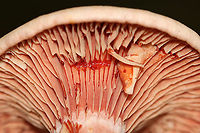 Lactarius subpurpureus Mostly flat cap with a small central depression, zones of pink, and an inrolled margin. Nearly distant, pinkish red gills that leak red milk. The stem was colored like the cap, but more pale.<br />
<br />
Habitat: Growing on the ground in a mixed forest.<br />
https://www.jungledragon.com/image/113782/lactarius_subpurpureus.html<br />
https://www.jungledragon.com/image/113784/lactarius_subpurpureus.html<br />
https://www.jungledragon.com/image/113785/lactarius_subpurpureus.html<br />
https://www.jungledragon.com/image/113783/lactarius_subpurpureus.html<br />
 Geotagged,Lactarius subpurpureus,Summer,United States