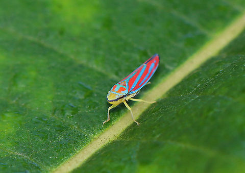 Candy-striped Leafhopper - Graphocephala coccinea Habitat: Milkweed; meadow Candy-striped Leafhopper,Geotagged,Graphocephala,Graphocephala coccinea,Summer,United States,hopper,leafhopper